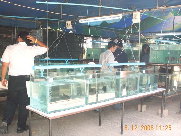 DCP_6585