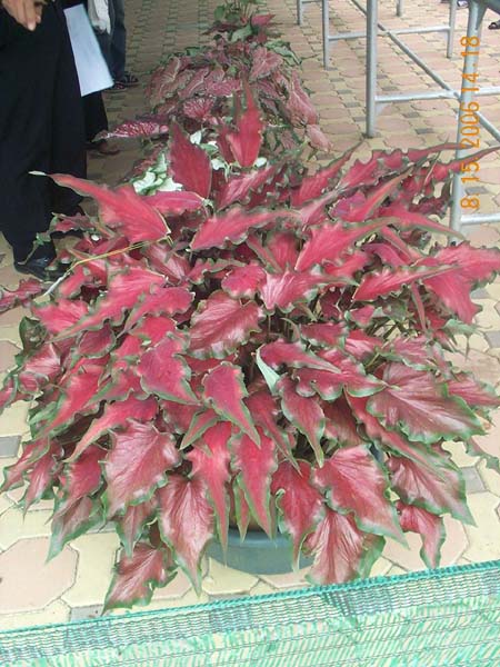 DCP_6737