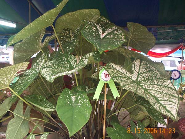 DCP_6747