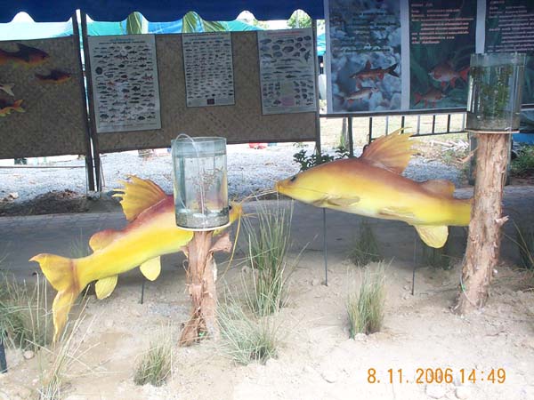 DCP_6520