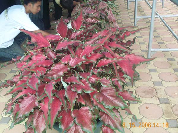 DCP_6736